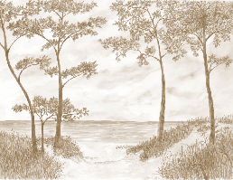 Papier peint Pins maritimes et dunes - Sépia - Muralconcept