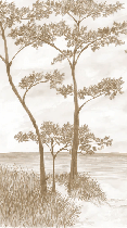 Papier peint Pins maritimes et dunes - Sépia - Muralconcept