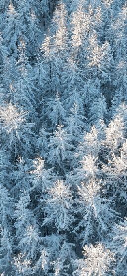 Papier peint forêt cimes Alpines - Muralconcept