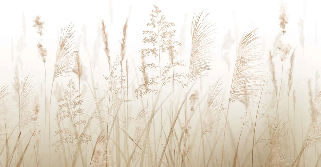 Papier peint fleur des champs de blé, XXL, tendance