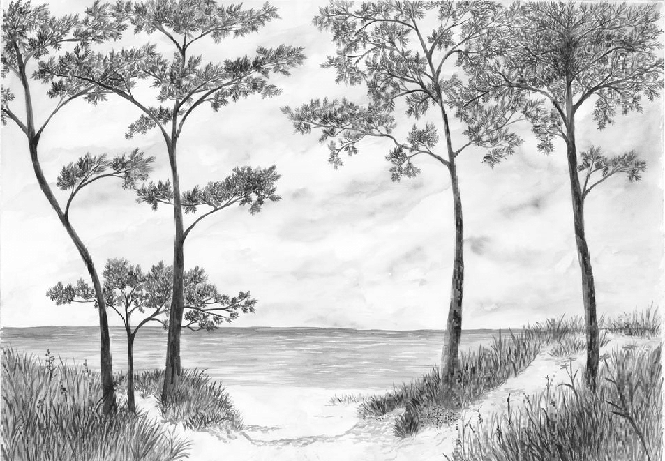 Papier peint Pins maritimes et dunes - Noir et blanc - Muralconcept