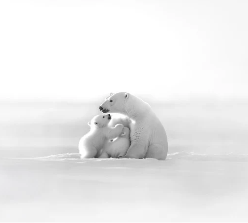 Papier peint panoramique - Horizon arctique