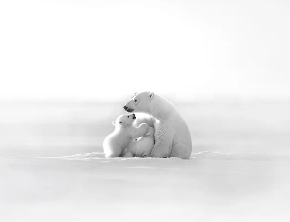 Papier peint panoramique - Horizon arctique