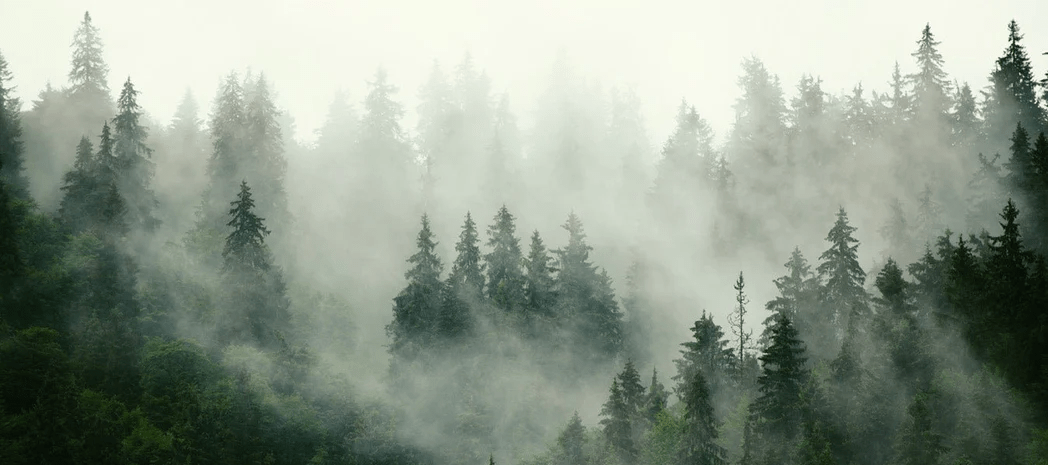 Papier peint forêt brumeuse verte - Muralconcept