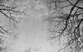 Enchanted Forest Tapete - Muralconcept