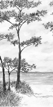 Papier peint Pins maritimes et dunes - Noir et blanc - Muralconcept