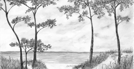 Papier peint Pins maritimes et dunes - Noir et blanc - Muralconcept