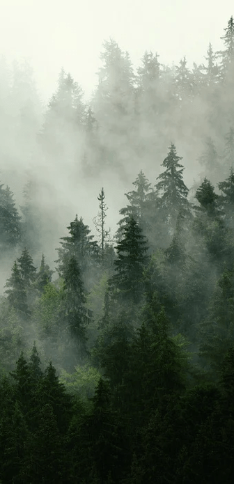 Papier peint forêt brumeuse verte - Muralconcept