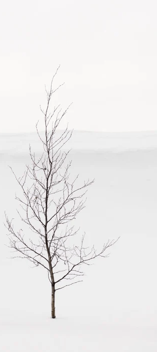 Papier peint pureté arbre, XXL, tendance