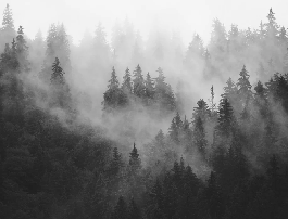 Papier peint forêt brumeuse noir et blanc