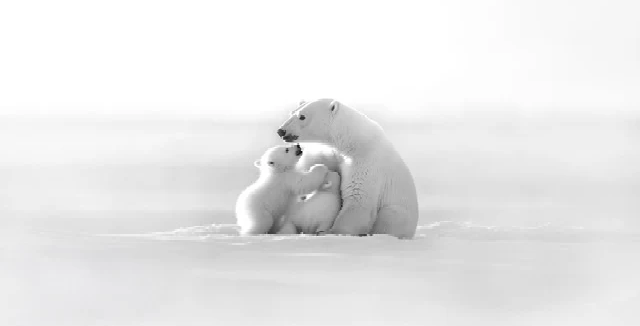 Papier peint panoramique - Horizon arctique