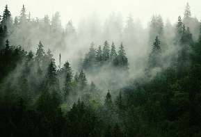 Papier peint forêt brumeuse verte - Muralconcept