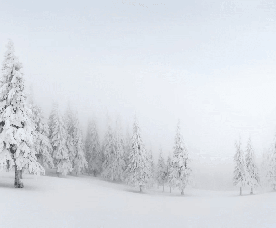 Papier peint panoramique forêt enneigée - Muralconcept