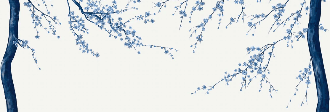 Sakura white panoramic flower wallpaper