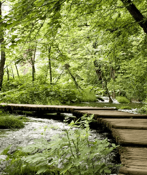 Papier peint bistrot trompe l'œil chemin forestier - Muralconcept