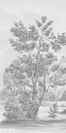 Papier peint panoramique Villa Borghese Rome – Gravure noir et blanc pins italiens - Muralconcept
