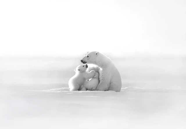 Papier peint panoramique - Horizon arctique