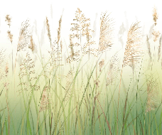 Papier peint fleur des champs de blé dégradé - Muralconcept