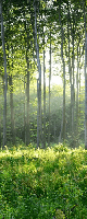 Papier peint panoramique forêt de pins - Muralconcept