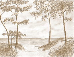 Papier peint Pins maritimes et dunes - Sépia - Muralconcept
