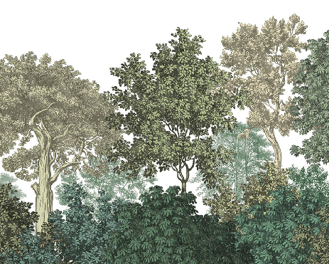Papier peint paysage forêt gravure - Muralconcept