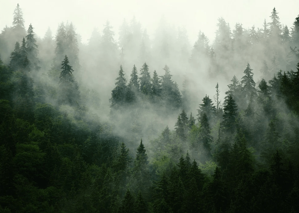 Papier peint forêt brumeuse verte - Muralconcept