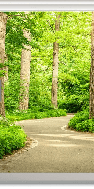 Papier peint wc balade en forêt, XXL, tendance