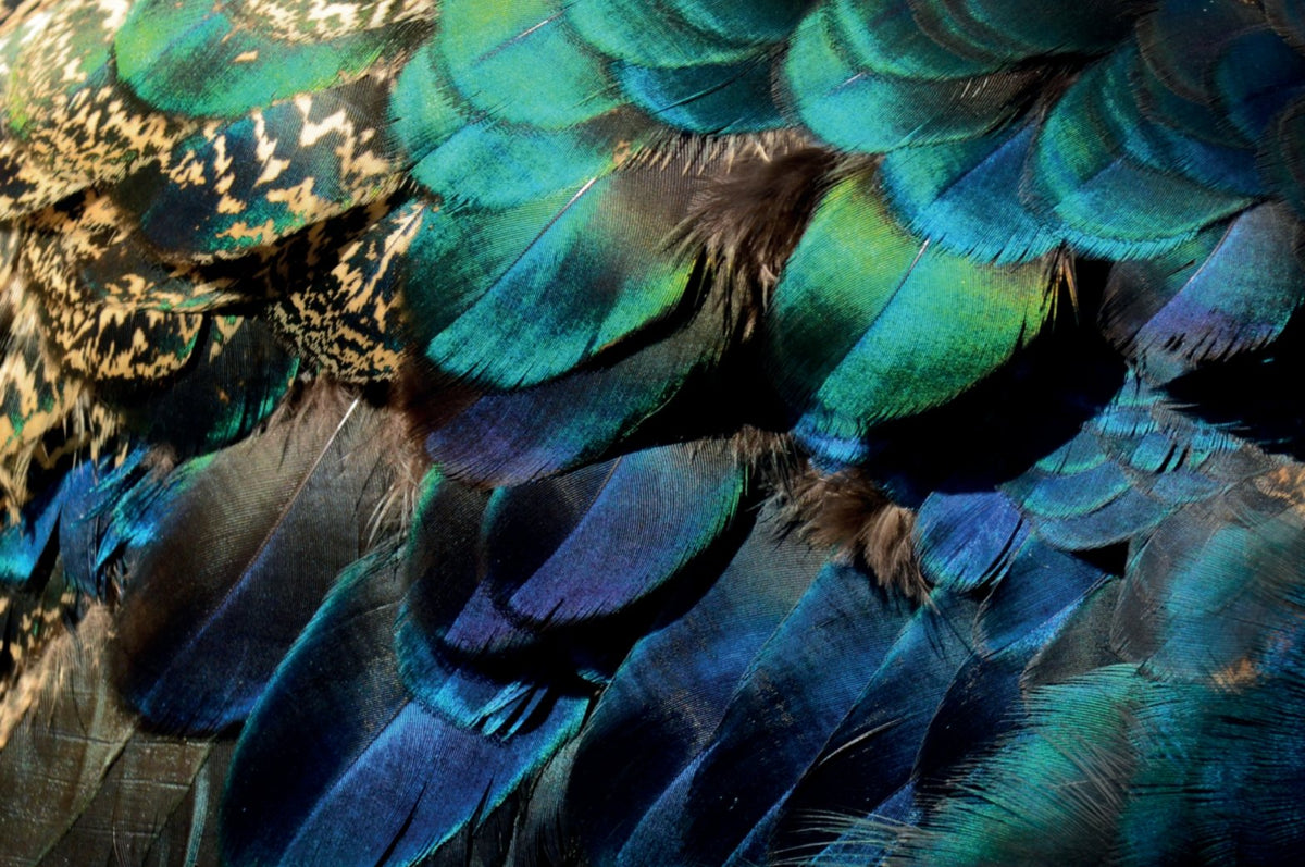 Papier peint Plume de Paon