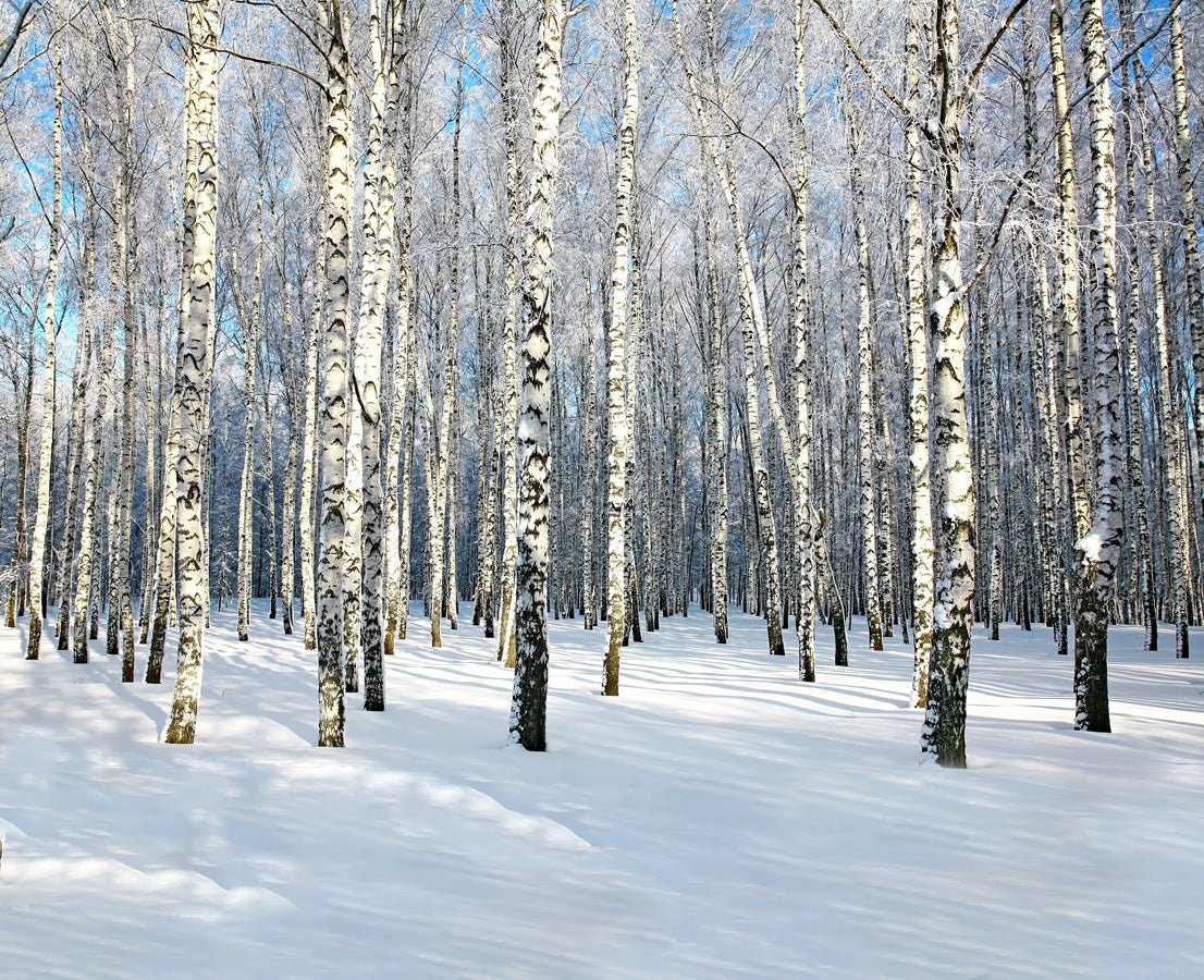 Papier peint bureau Bouleau Wood Forêt, mural concept, tendance