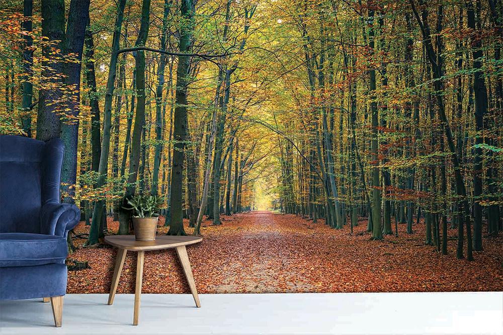 Papier peint panoramique forêt du Vercors