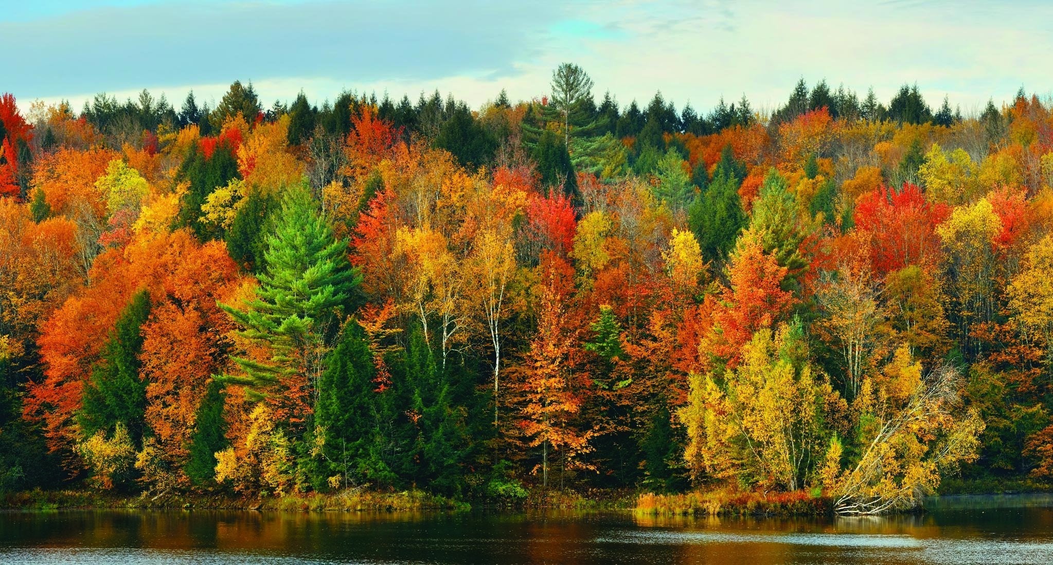 Papier peint panoramique forêt nuance automnale - papier peint sur mesure francais - muralconcept